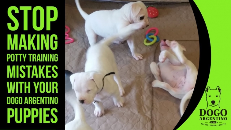 DOGO ARGENTINO PUPPY POTTY TRAINING MISTAKES TO AVOID + SOLUTIONS