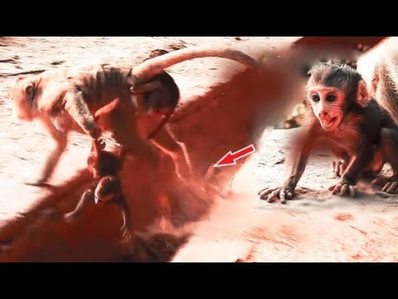 No Mother But Drop Baby So Bad, Baby Monkey Lost Mom Cry Seizure