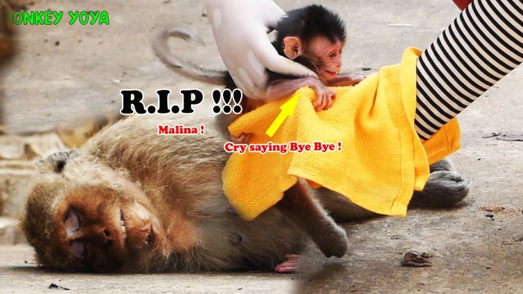 R.I.P 😪 last day for newborn be with mom pitifully – Martin cry saying  bye bye mom Malina forever