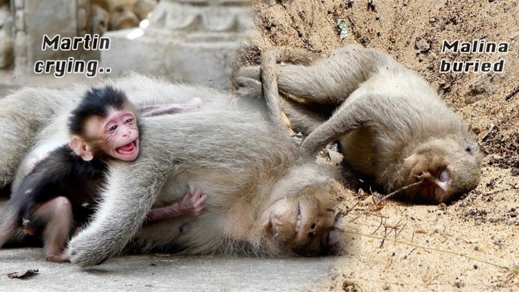 Malina has been buried Martin 4 days old orphan crying loudly losing mom