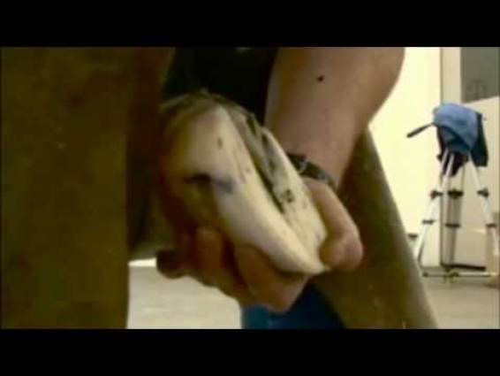 Veterinarian Quick Takes (Scott Morrison): Preparation Of The Foot