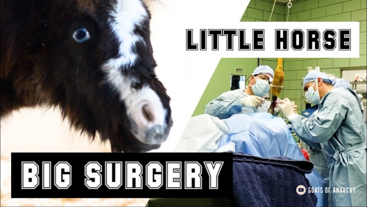 Tiny Horse Gets a HUGE Surgery