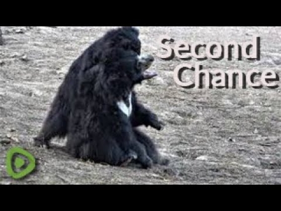 Rescued dancing sloth bears have found joy and a second chance