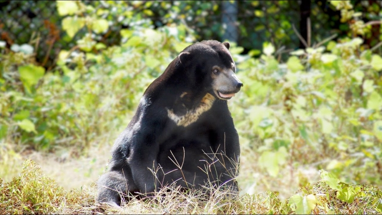 Sun bear Suntil at Virginia Zoo