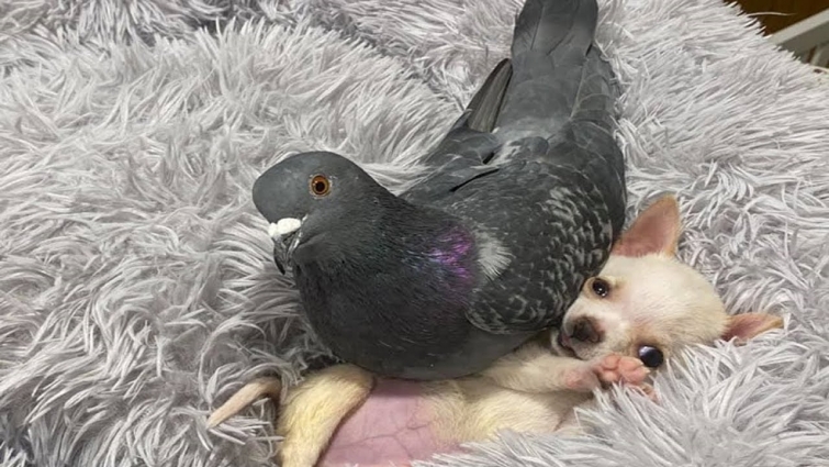 Pigeon And Tiny Puppy Can’t Be Separated & Love To Snuggle