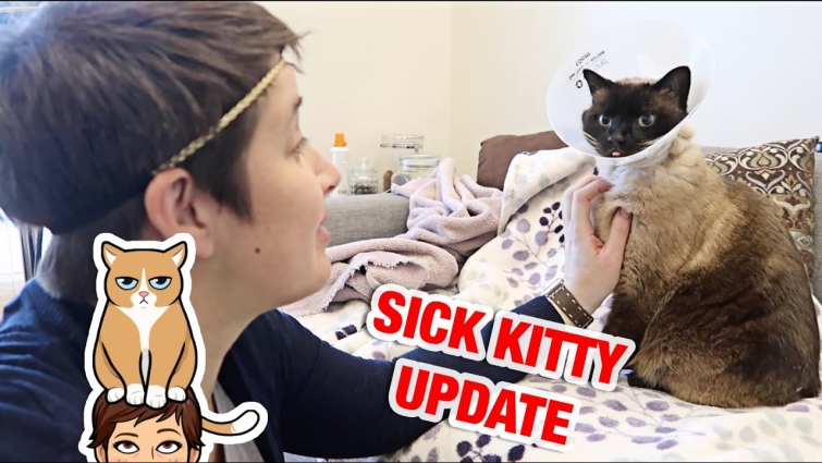 VET UPDATE || theHilariousGales