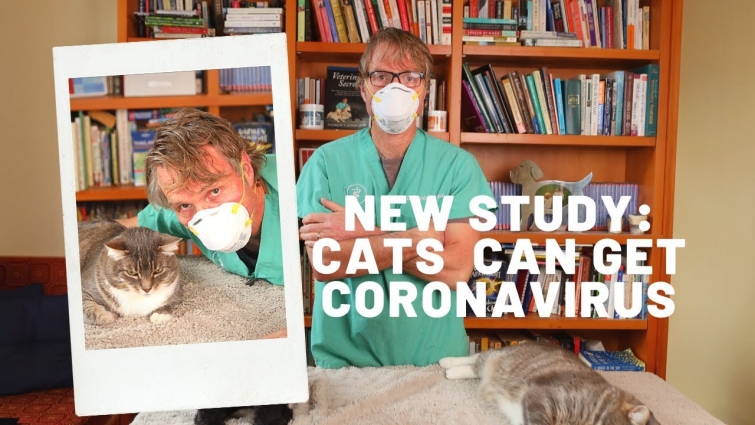 Cats Can Get New Coronavirus According to Chinese Study
