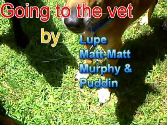Pet Care Video for Kids – Going to the Vet