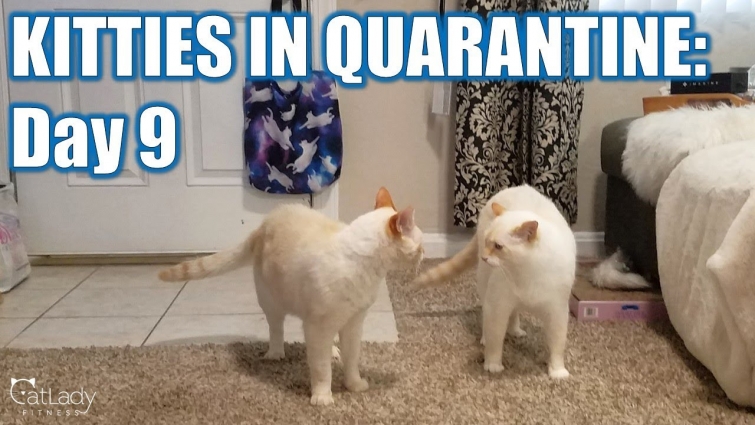 Kitties in Quarantine: DAY 9 (Alfred still needs attention…) 🤷🏼‍♀️🐱