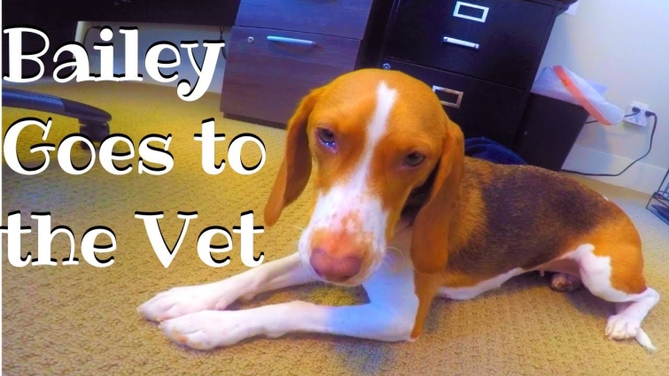 Bailey Goes to the Vet