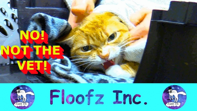 FUNNY PETS VS THE VET!