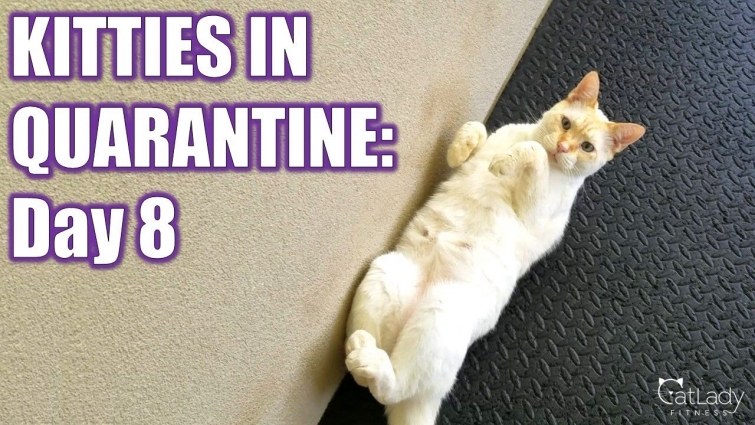 Kitties in Quarantine: DAY 8 (spying through the kitty door…) 😻💪🏼