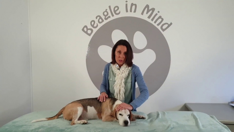 Keep Calm & Love your Beagle: Calming Stress & Anxiety