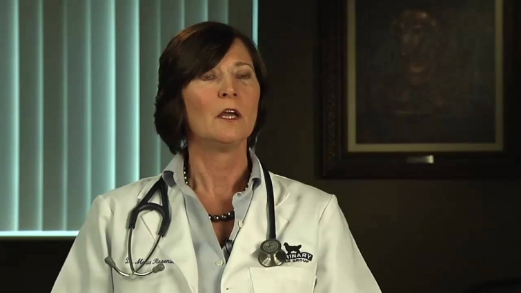 Mast Cell Tumor Treatments for Dogs – VetVid Episode 019