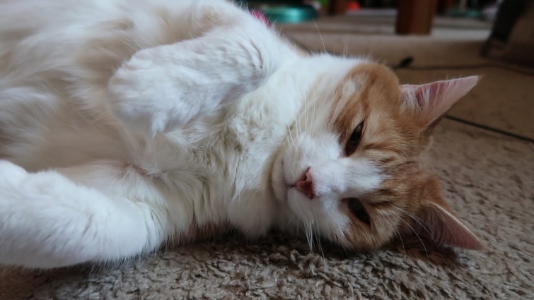 Butters Has To Go The Vet Tomorrow