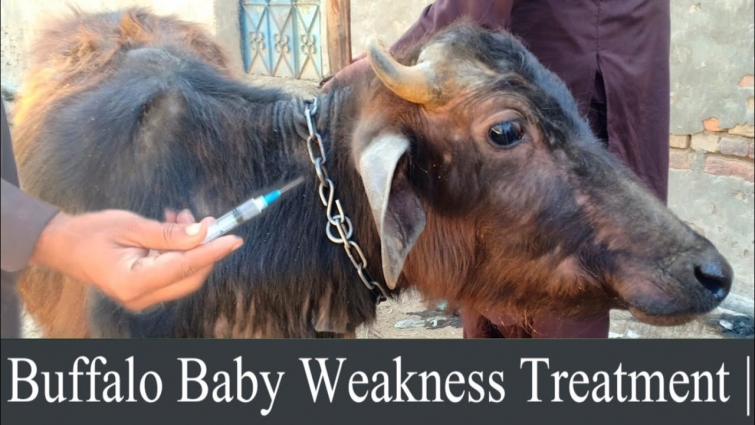 Buffalo Baby Weakness Treatment | Veterinary Doctor
