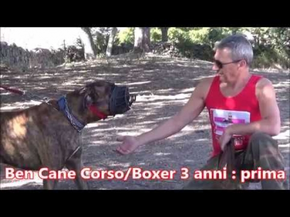 Ben ibrido di Cane Corso 60 Kg.