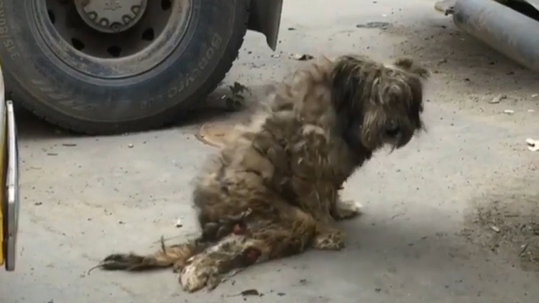 Rescue Paralyzed Dog Is Crawling In The Parking Lot & See Him Gets Back