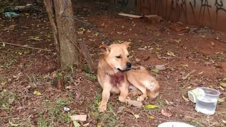 Rescue Poor Dog Was Tied To A Tree Made Many Cuts In The Neck