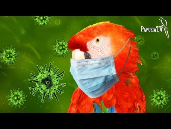 Czy papugi i inne zwierzęta domowe mogą się zarazić koronawirusem?
