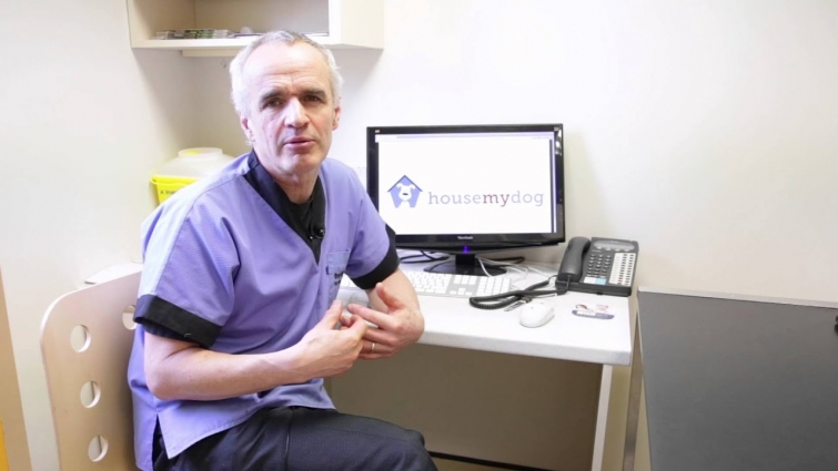 Pete The Vet – Help! My Dog doesn't want to eat!