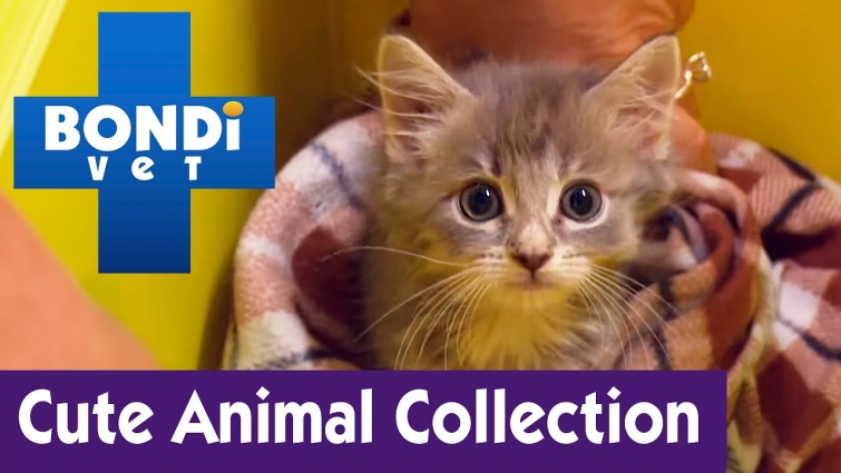 Cute Animal Collection #23 | Bondi Vet