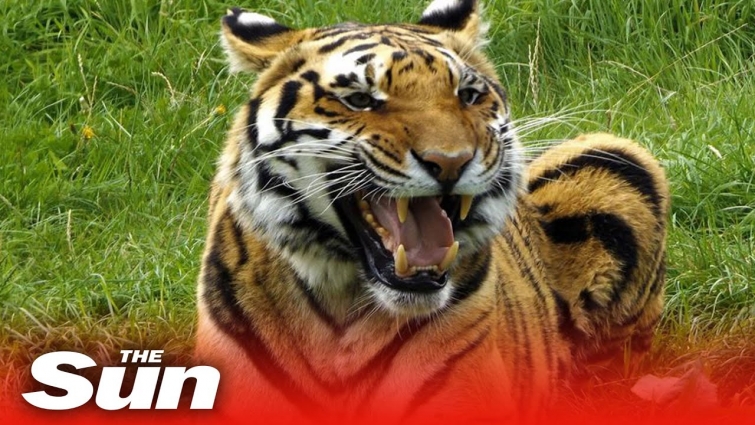 Tiger at New York's Bronx Zoo tests positive for COVID-19