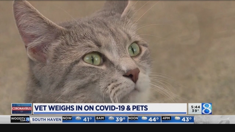 Veterinarian weighs in on COVID-19 and pets