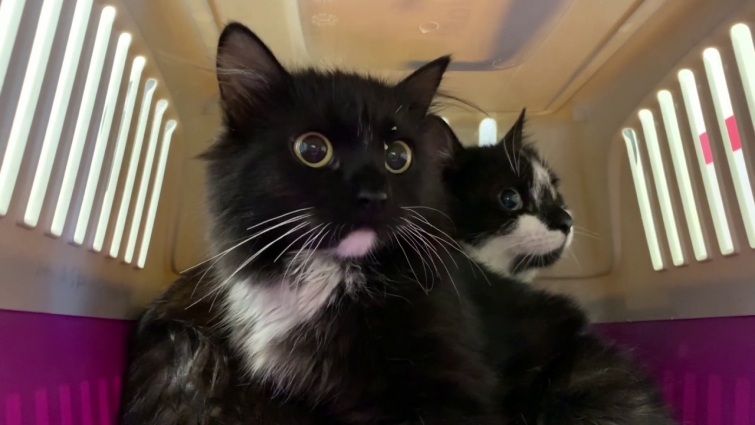 Cats hiding not to go to vet | Uni and Nami