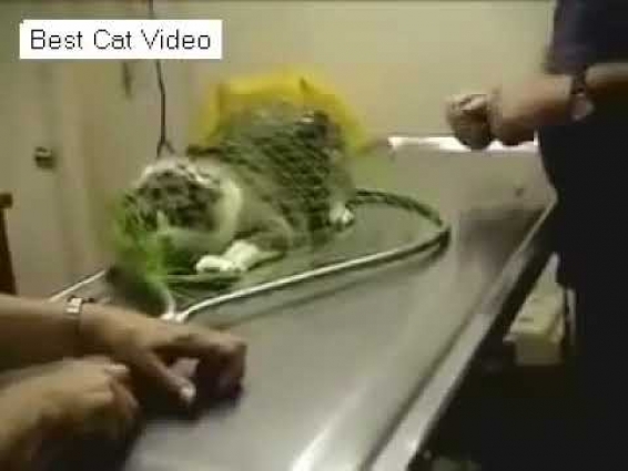 Fat Cat With Rabies Attacks the vet!!!!!!!!!!    Best Cat Video Compilation UvIcb9wP8Eo