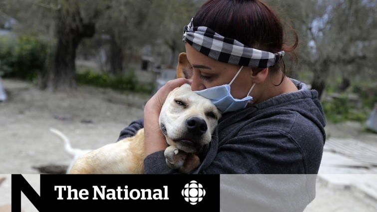 Can my pet spread COVID-19?