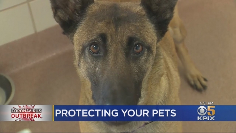 Marin Veterinarian Allays Pet Owners' Fears Amid Coronavirus Outbreak