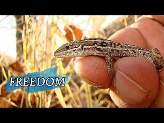 🎧 Back Into the Wild: Releasing animals after treatment | Lizards | Relaxing Nature sounds
