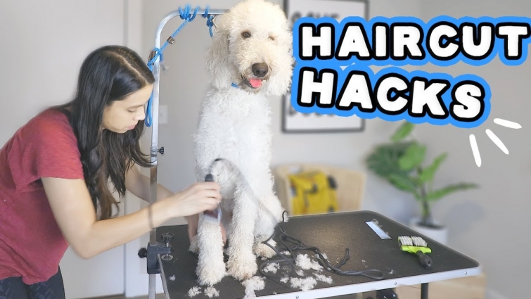 Grooming at 🏠? WATCH! Goldendoodle FULL trim & bath during lockdown