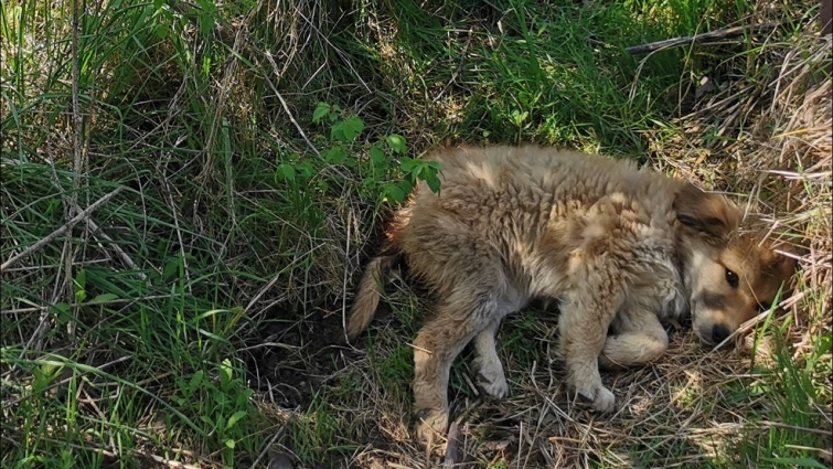 Injured puppy, unable to walk found in a ditch  waiting for help.