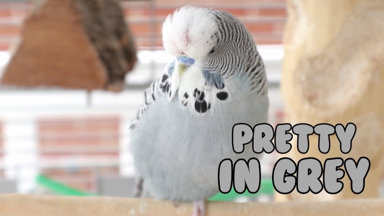 A Beautiful Shade Of Grey 💜