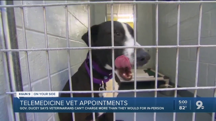 Ducey issues order allowing veterinarians to examine pets, animals through telemedicine
