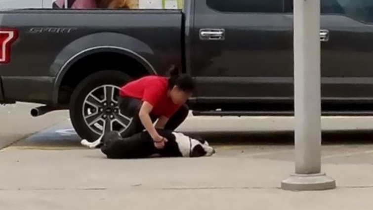 Scared Homeless Dog Living on The Streets Sleeping Under Cars For Protection