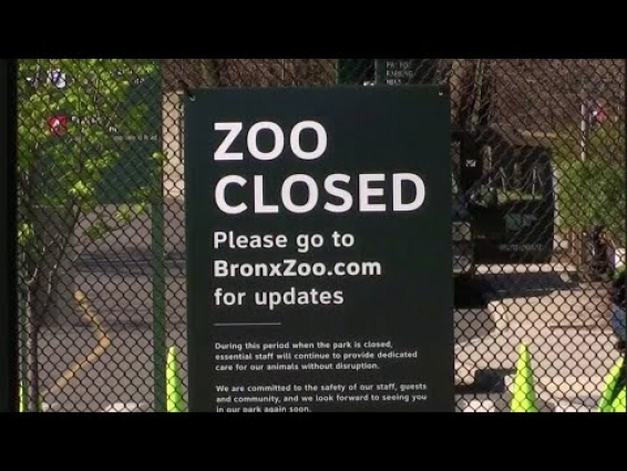 Tiger tests positive for coronavirus