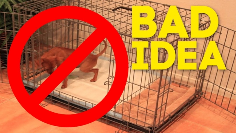 Don't Make this Mistake with your Puppy