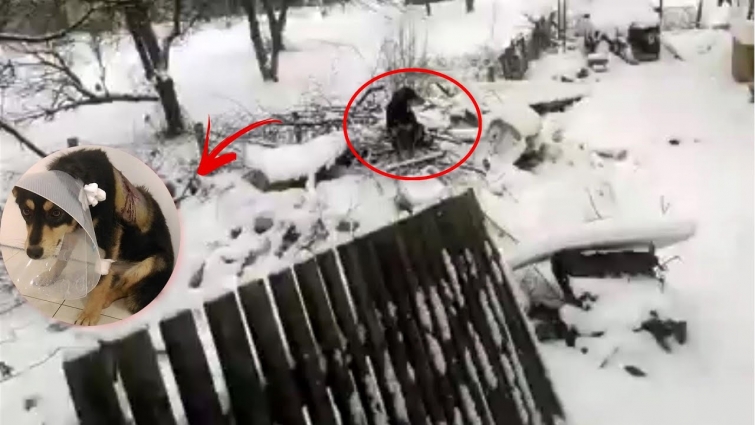 Rescue Poor Dog Suffered Pains Terrible Back Wounds, Scared in deep Snow