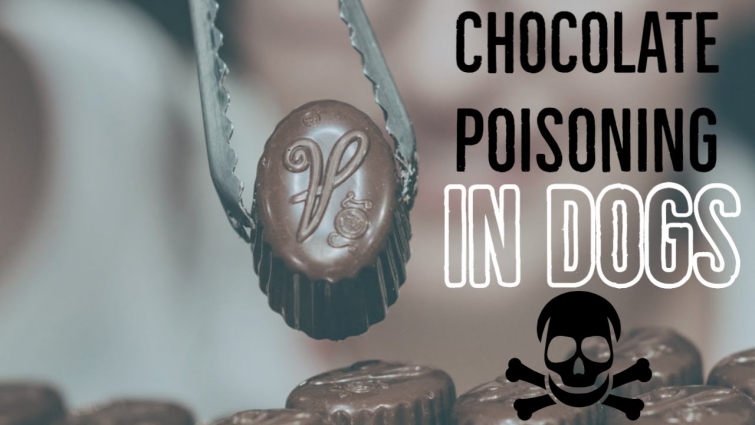 🔥Tips chocolate poisoning in dogs – can dogs eat chocolate – dog chocolate poisoning