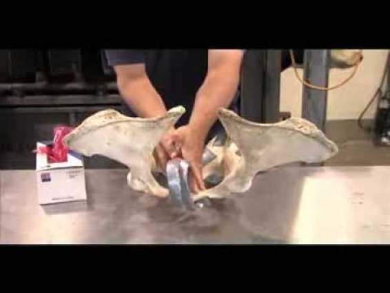 DEMO OF HOW TO PALPATE COW