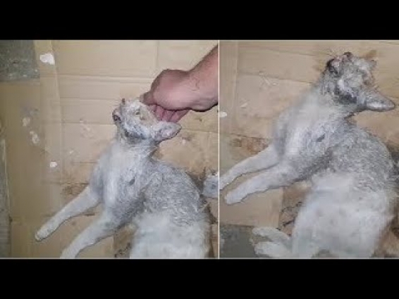 Rescue Abandoned Kitten – Rescue Poor Cats in the street