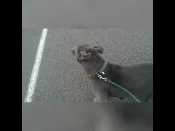 Blue's visit to the vet: Part One