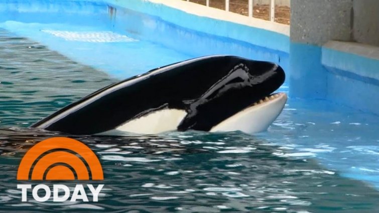Last Killer Whale Born In Captivity: Behind The Scenes At SeaWorld (Exclusive) | TODAY