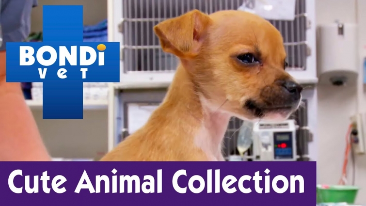Cute Animal Collection #24 | Bondi Vet