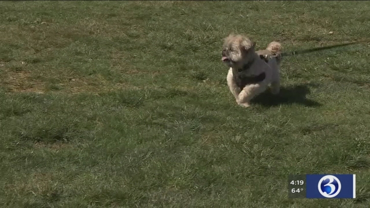 VIDEO: Local vet discusses if pets can contract COVID-19 after tiger tests positive