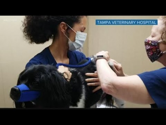 How veterinarians are treating animals while social distancing