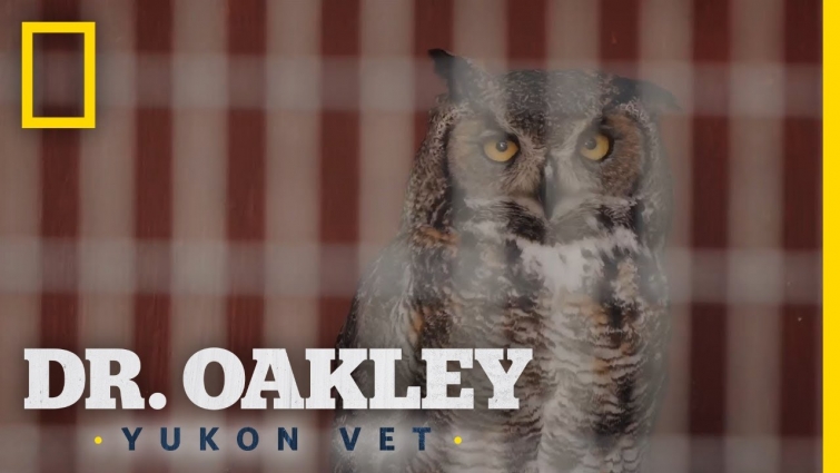 Snappy the Owl | Dr. Oakley, Yukon Vet